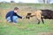 A man feeds a horned goat grass from the hand to the ranch