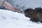 Man feeds Muskrat Ondatra zibethica in winter