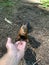 A man feeds nuts to a squirrel. Forest rodent prepares stocks for the winter.