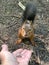 A man feeds nuts to a squirrel. Forest rodent prepares stocks for the winter.