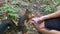 A man feeds nuts to a squirrel. Forest rodent prepares stocks for the winter.