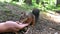 A man feeds nuts to a squirrel. Forest rodent prepares stocks for the winter.