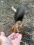 A man feeds nuts to a squirrel. Forest rodent prepares stocks for the winter. A squirrel in the forest takes nuts from a man`s