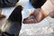 man feeds pigeon bread in winter in the snow