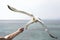 A man feeds a seagull