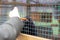 A man feeds a small animal European mink in a cage, through the bars