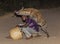 Man feeds a spotted hyena in ancient city of Jugol. Harar, Ethiopia.