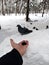 A man feeds sunflower seeds to a pigeon with his hands