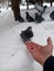 A man feeds sunflower seeds to a pigeon with his hands