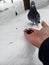 A man feeds sunflower seeds to a pigeon with his hands