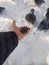 A man feeds sunflower seeds to a pigeon with his hands