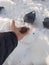 A man feeds sunflower seeds to a pigeon with his hands