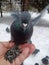 A man feeds sunflower seeds to a pigeon with his hands