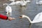 A man feeds a swan with bread from his hand