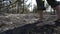 Man feet walking by burned forest, dangeroud drought weather, ash, ecology disaster catactrophe