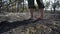 Man feet walking by burned forest, dangeroud drought weather, ash, ecology disaster catactrophe