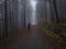 Man figure walking at road in dark mysterious misty beech tree forest covered with fallen leaves and fog. Moody autumn