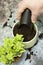 Man filling pot with compost planting common ivy, hedera helix, with mister and compost scoop.