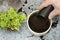 Man filling pot with compost planting common ivy, hedera helix, with mister and compost scoop.