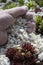 Man filling and spreading white gravel in a garden bed between sedum plants