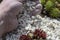 Man filling and spreading white gravel in a garden bed between sedum plants