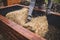 Man filling straw into the raised bed