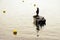 A man fishing on the lake Zurich in winter. The fisherman is standing in a boat and there are yellow buoys on the water surface.