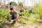 Man fixing tomato plants on supporting trellis in garden