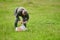 Man foraging for parasol mushrooms