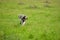 Man foraging for parasol mushrooms