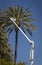 Man in forestry bucket trimming large date palm tree with blue sky