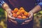 Man with full bowl of ripe apricots