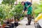 Man with garden hose watering lemon tree