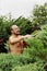 Man gardener with clippers in hand making art cutting juniper.