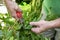 Man gardener cutting some plant for a beautiful garden.