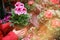 Man gardener hands with a violet grandiflora pelargonium in flower pot, greenhouse store with plants