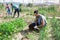 Man gardener during harvesting of lettuce outdoor