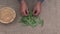 Man gardener herbalist preparing fresh sage herbs