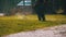 Man Gardener Mows the Grass on the Lawn using a Gasoline Mower in the Park. Slow Motion