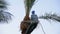 Man gardener on a palm tree chops off palm branches with an ax