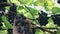 A man gardener picking black grapes on a vine in a vineyard in sunny summer weather