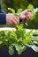 Man gardener picking radish from vegetable container garden on b