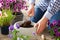 Man gardener planting pansy, lavender flowers in flowerpot in garden on terrace