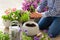 Man gardener planting pansy, lavender flowers in flowerpot in garden on terrace