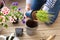 Man gardener planting pansy, lavender flowers in flowerpot in garden on terrace