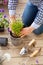 Man gardener planting pansy, lavender flowers in flowerpot in garden on terrace