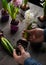 Man gardener planting winter or spring flowers hyacinth on black background