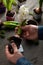 man gardener planting winter or spring flowers hyacinth on black background