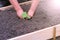 Man gardener plants vegetable plant in garden bed, hands closeup.