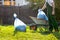 Man gardener puts bags of compost in the cart. Green uniform